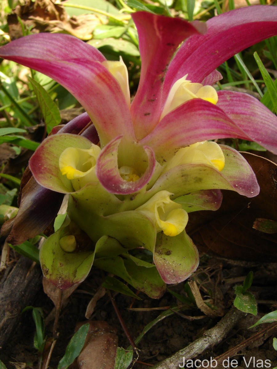 Curcuma zedoaria (Christm.) Roscoe